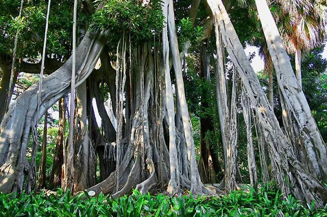 907 Estudio Con Terraza Martianez * Puerto de la Cruz (Tenerife)